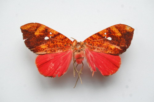 staubstaubstaub:  EDIT: hellomynameissimply found it: Miniodes discolor dear lepidopterists on 