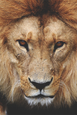vurtual:  The Great Lion (by Julia Olsen)