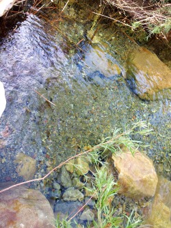 Spring-fed swimming hole