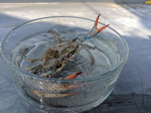 this female blue crab was the physical manifestation of WRATH and FURY