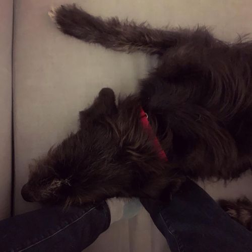 My feet are pillow now and I cannot move. #pillowFeet #forDogsOnly  www.instagram.com/p/CJNB