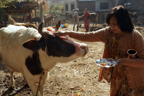 nubbsgalore:following yesterday’s kukur puja (featured here) is today’s gai tihar, the third day of 