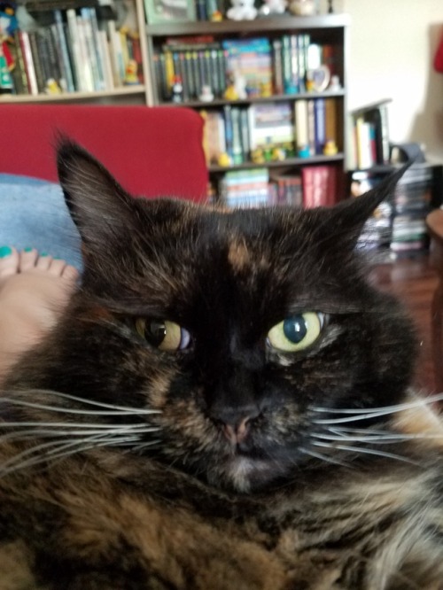 Callisto has been very photogenic today