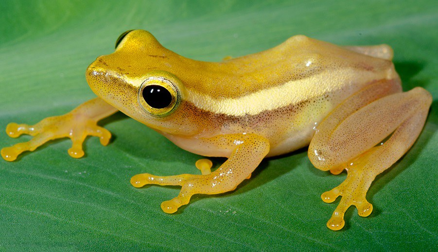 wow a friend of the frogs wow a friend of the frogs