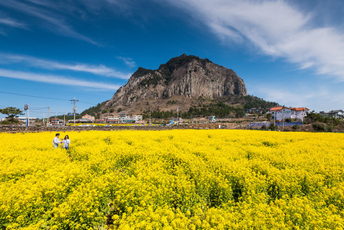 Rapeseed field near Seongbangsan Mountain, Jeju.