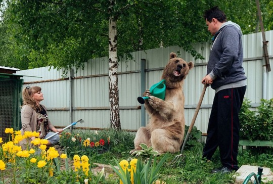 Meet Stepan the bear that lives with a Russian family