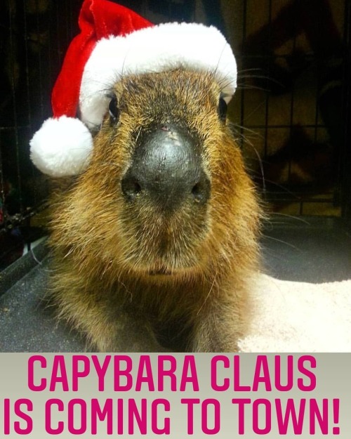 Happy Holidays! #capybara #capibara #carpincho Save 15% on all JoeJoe the Capybara merch with code:
