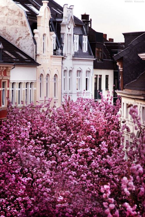 mirnah:Heerstrasse, Bonn, Germany. Also known as the Cherry Blossom Avenue, the street became famous after photographers started posting pictures of blooming trees. Every spring, usually in April, the street in Bonn is booming with these pink gorgeous