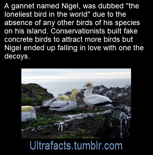 ultrafacts: Source: [x] Click HERE for more facts! 