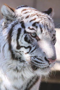 captvinvanity:  Harimau Kayu | Hey Good Lookin  