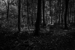 sortiedelacage:  L’Histoire de La Fillette Retrouvée Morte Dans les Bois. Photos d’Adélythe Wilson pour sa série Dawn of Darkness 