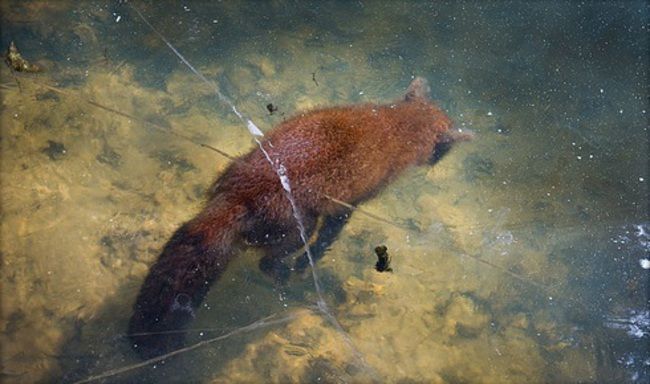 wnycradiolab:  Haunting, heartbreaking images of foxes frozen in bodies of water.