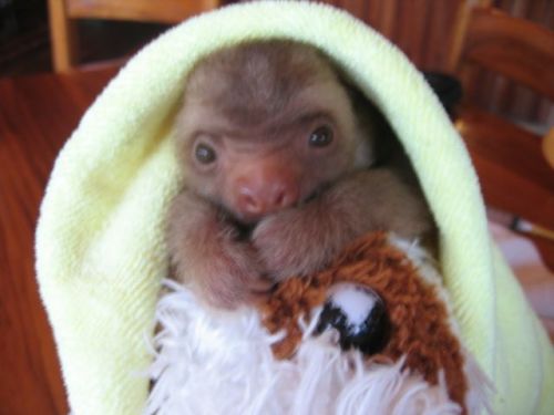 baby sloth