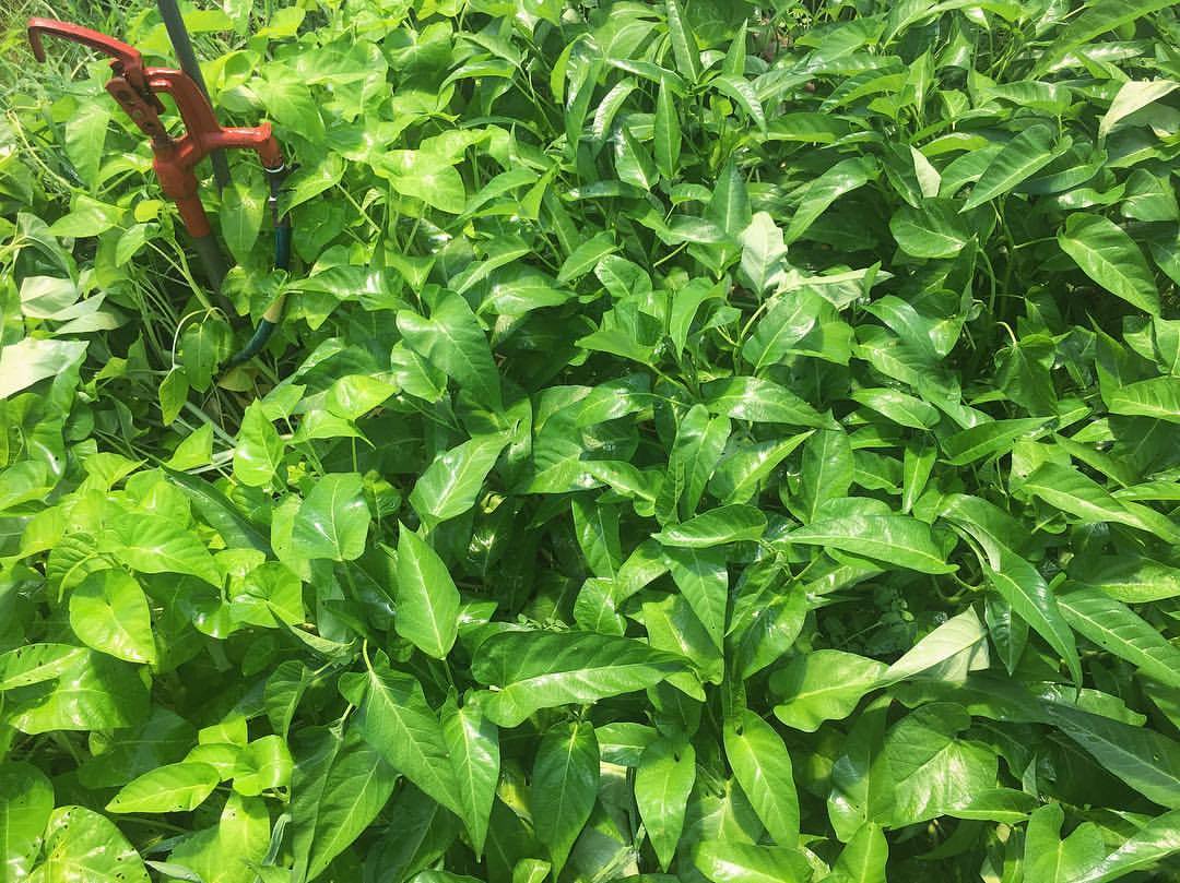 Water Spinach living a luscious life around the leaky water pump. Water Spinach (Ipomoea aquatica) was introduced to me as rau muống by @dinhteresting of @vietlead, as she explained that Vietnamese soldiers during the American War would plant stem...