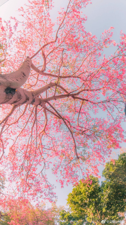 fuckyeahchinesegarden:  silk floss tree (ceiba speciosa) by 尘埃photo