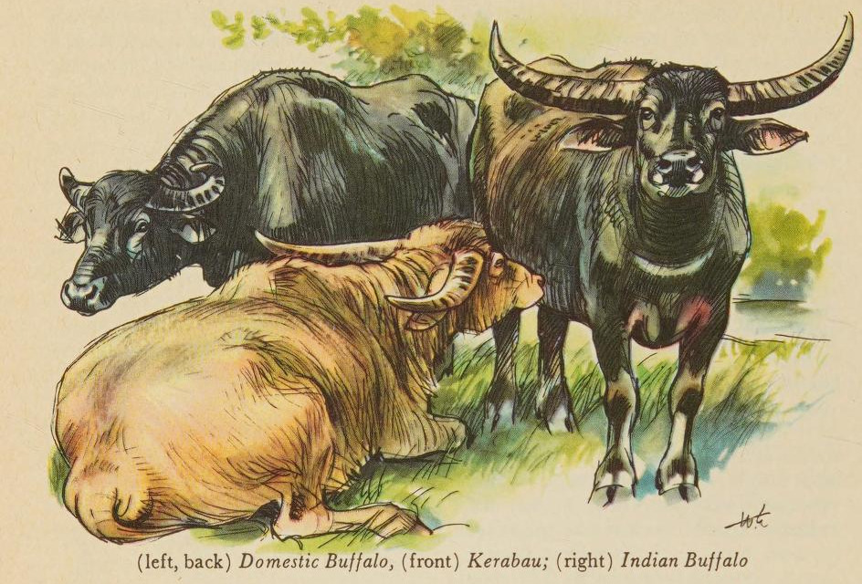 mostly) vintage animals — Mammals of the World. Written by Hans Hvass....
