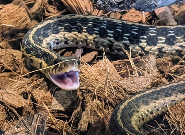 a garter snake opening its mouth