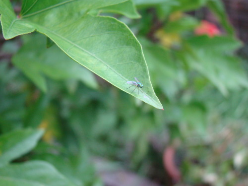 Estaba aburrido y le saqué fotos a una mosca rara y a una arañita.