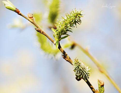 catkins