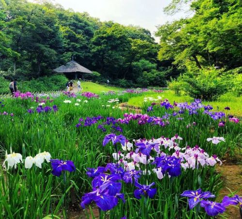 ⛳️1336. 明治神宮御苑 Meiji-Jingu Shrine Garden, Shibuya-ku, Tokyo サツキの季節もぼちぼち終わり…そしてそろそろアジサイや #ショウブ の季節 明治