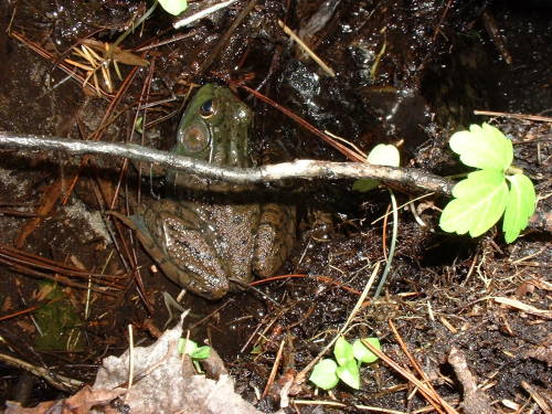 uswildflowers:Frog hiding under a stick (lol), 2005