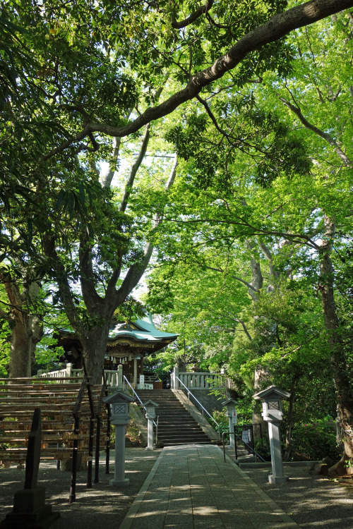 ninetail-fox: a temple ,Fujisawa