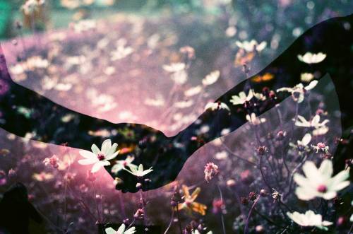 lomographicsociety:Lomography Film of the Day - LomoChrome Purple XR 100-400