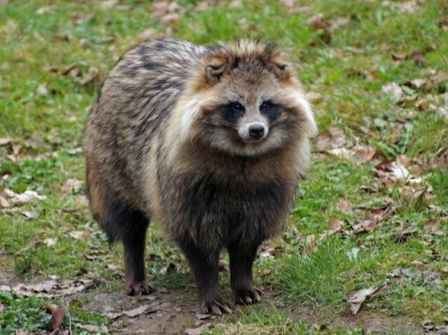 NFT (nice Fucking Tanuki) 