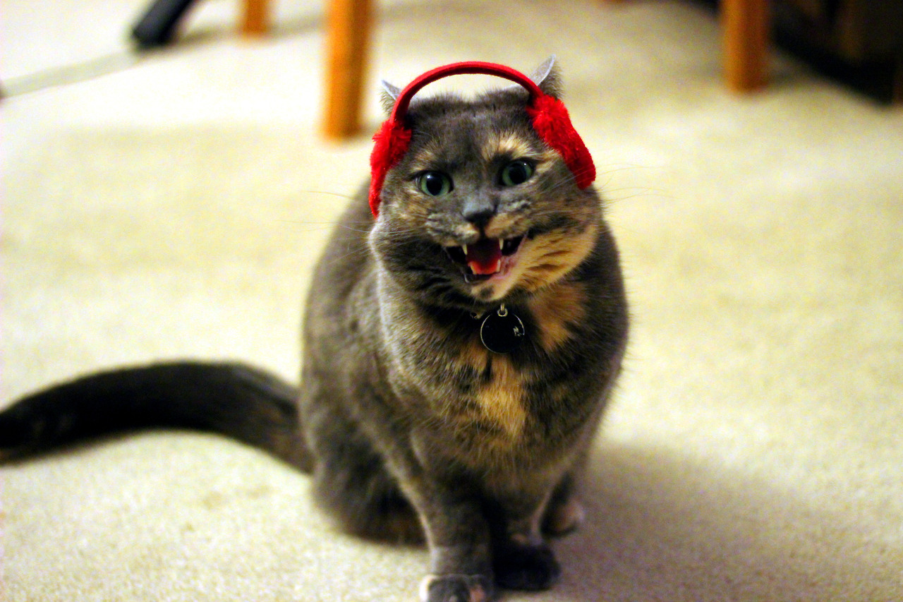 refurbthecat:  ‘Tis the season to put tiny earmuffs on your cats