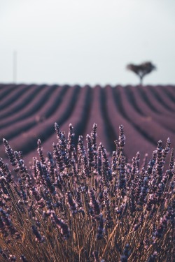 wanderlusteurope:Valensole, France