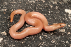 snakeoftheday: Todays Snake Is: The Southern Rubber Boa (Charina umbratica) is a nonvenomous snake found in southern California in the United States. This species can vary in color from pinkish tan, as with the individual above, to dark brown. They are