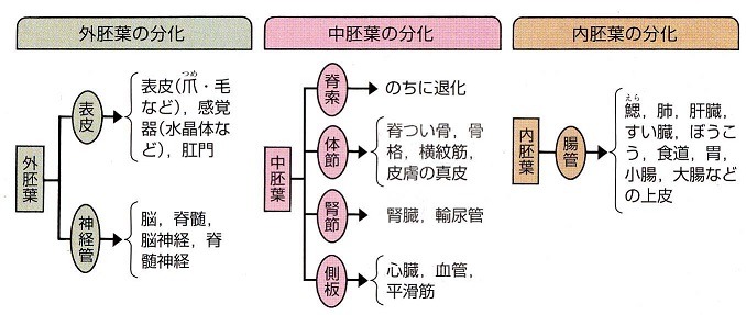 内中胚葉