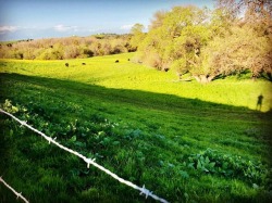 Picturesque #eastcounty #antioch @cityofantioch @eastcountytoday @regionalparkspd #contralomareservoir  (at Contra Loma Reservoir) https://www.instagram.com/p/Bva-c5CHVF8/?utm_source=ig_tumblr_share&amp;igshid=1472ma08717vb