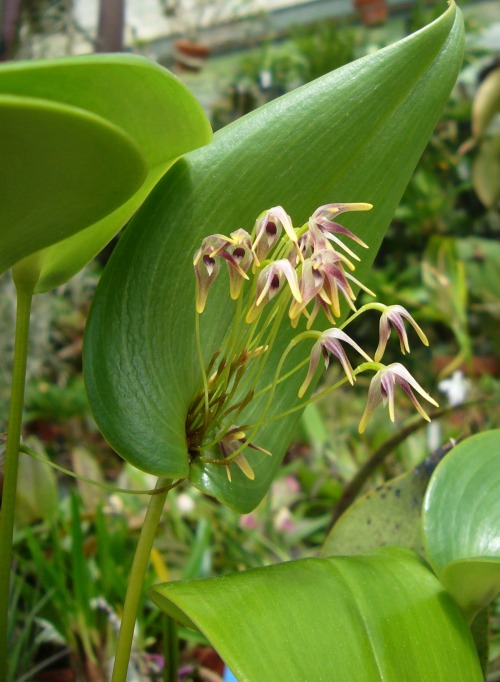 Porn Pics orchid-a-day:  Pleurothallis dunstervilleiSyn.: