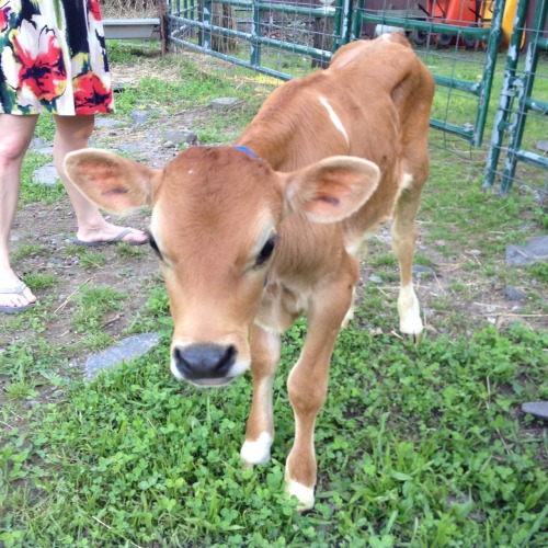 Today I met baby Sven. He was more like a puppy than a tiny cow, and he tried to eat my shirt. I lov