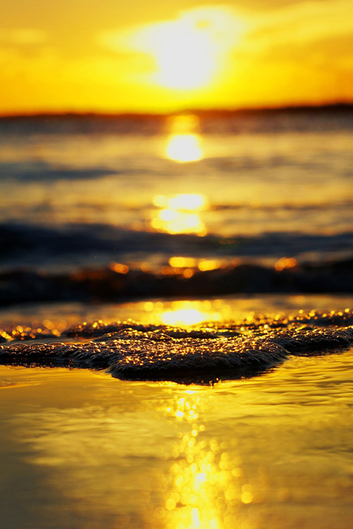 Kingdom Of The Ocean