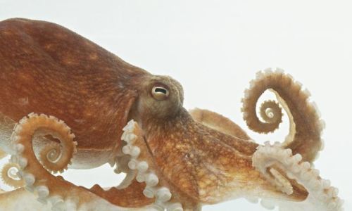 thesmileoctopus: guardian: Did you know? Octopus can see with its skin. Oh … the beauty, wond