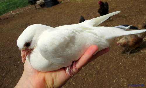 With Feathers™ you can look like a brand new bird in only three short weeks!