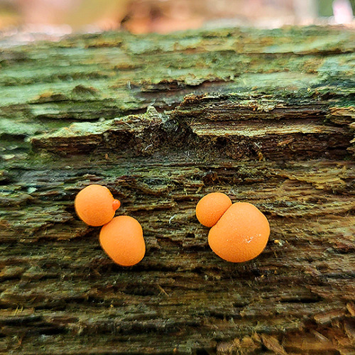 tom-at-the-farm: Fungus + slime mold = BFFs