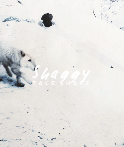 wolfsfall:“Ghost did not count. Ghost was closer than a friend. Ghost was a part of him.&rdquo