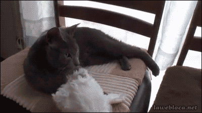 lawebloca:  Cat Puts On Bunny Hat Video  