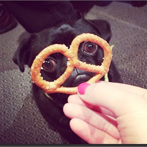 pugmatters:  The best thing about pretzels.  Follow: @TheTomCoteShow #TheTomCoteShow your pug for a 