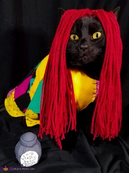 horrorandhalloween:Pet Halloween costumes: Cats