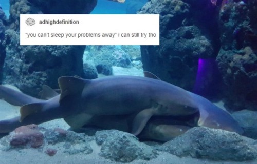 originaljediinjeans - Text posts + Sharks