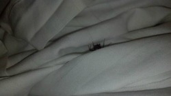 askdaddykink:  shakeitoffgirl:  theproblematicblogger:  Reblog in 20 seconds or this spider will appear in your bed tonight  I’ve never reblogged one of these but I’m sorry I just cannot take this chance  NO