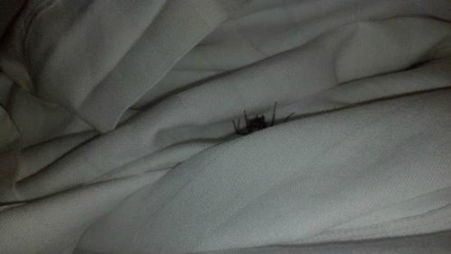 shakeitoffgirl:theproblematicblogger: Reblog in 20 seconds or this spider will appear in your bed to