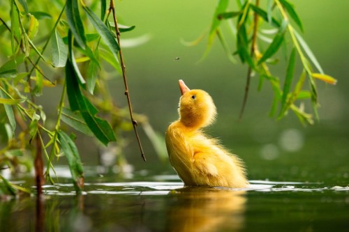 “Mallard duck,”by Zdeněk Jakl Bird Photographer of the Year competition 