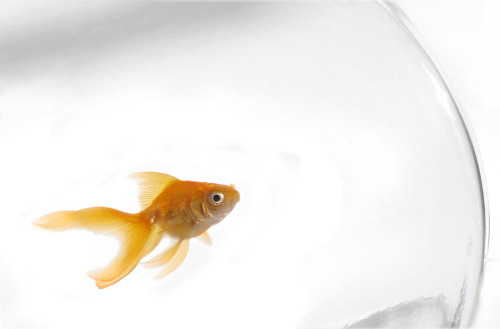 Goldfish are smart!Goldfish can recognize individual humans, demonstrate an understanding of time, a