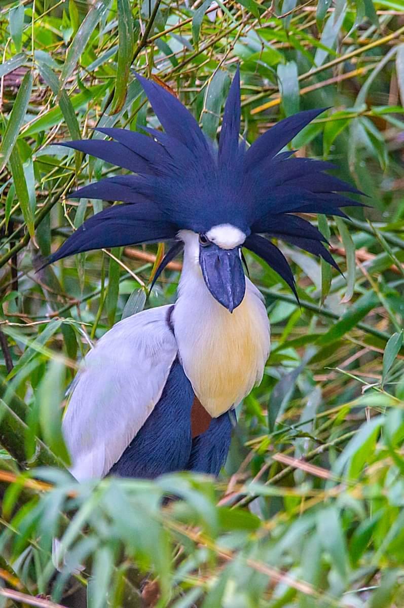 mutant-distraction:Boat-billed Heron (Cochlearius cochlearius) in Brazil by Celso Queiroz.