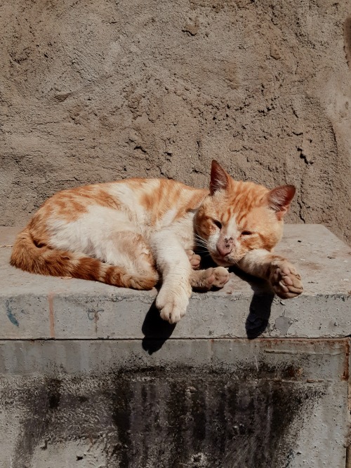 Very sleepy kitten from the Islamic district of Cairo. 